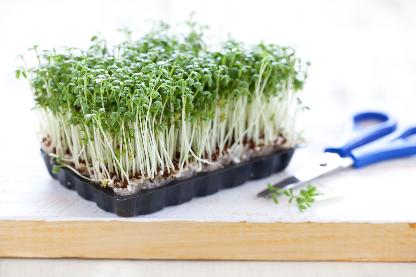 500 g Samen Kresse Gartenkresse Lepidium Sativum Garten Küchen Kräuter Bio