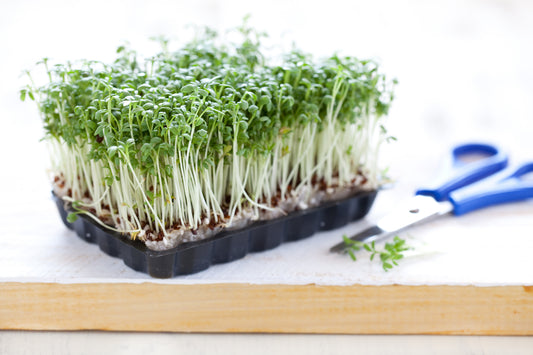 500 g Samen Kresse Gartenkresse Lepidium Sativum Garten Küchen Kräuter Bio
