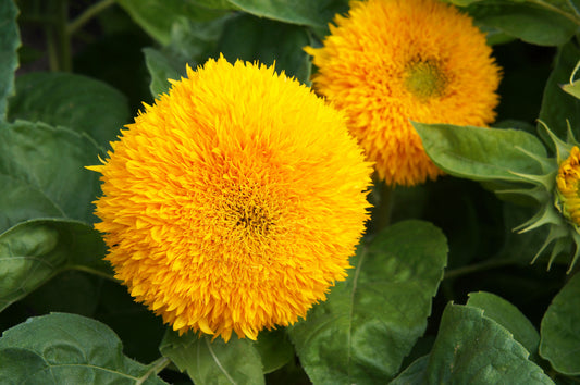 25 Samen Gefüllte Sonnenblume Helianthus annuus Großblumig Goldgelb Sommerblüher