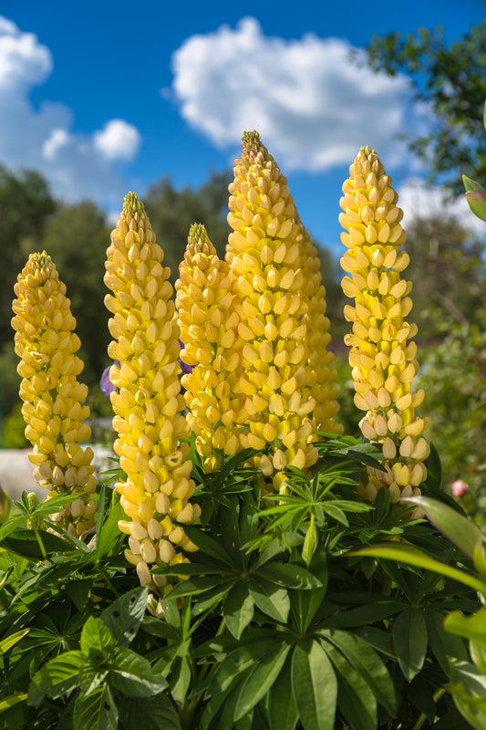 150 Samen Gelbe Süß Lupine Lupinus luteus Bienen Schmetterlinge Wildpflanze