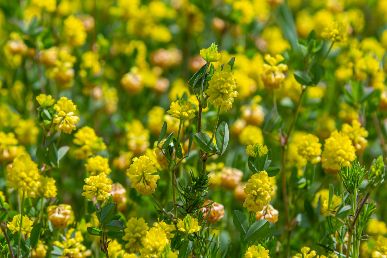 3000 Samen Gelbklee Medicago lupulina Hopfenklee Hasen Klee Nager Futterpflanze