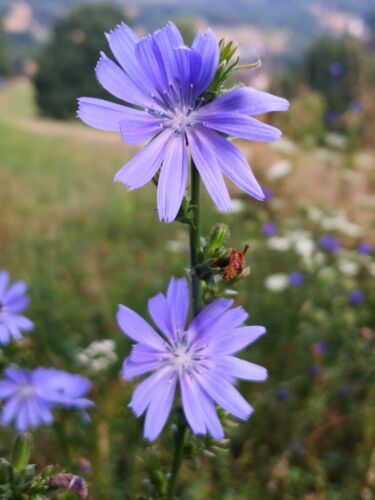 2000+ Samen Gemeine Wegwarte Cichorium intybus Wildblume Bienen Blumenwiese