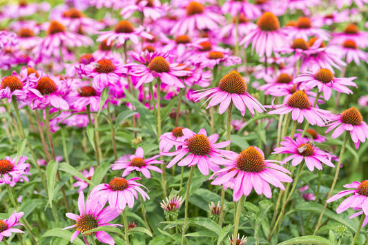 500 Samen Purpur Igelkopf Echinacea Purpurea Sonnenhut Wildblume Heilpflanze