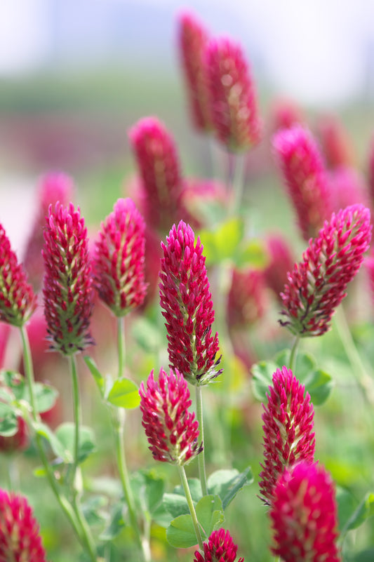 3000+ Samen Inkarnatklee Trifolium incarnatum Blut Rosenklee Bienenweide Nektar