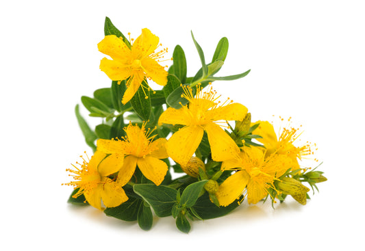 5000 Samen Echtes Johanniskraut „Hypericum perforatum“ – Heil- und Zierpflanze – Robust & Anspruchslos für Garten, Wiese und Balkon