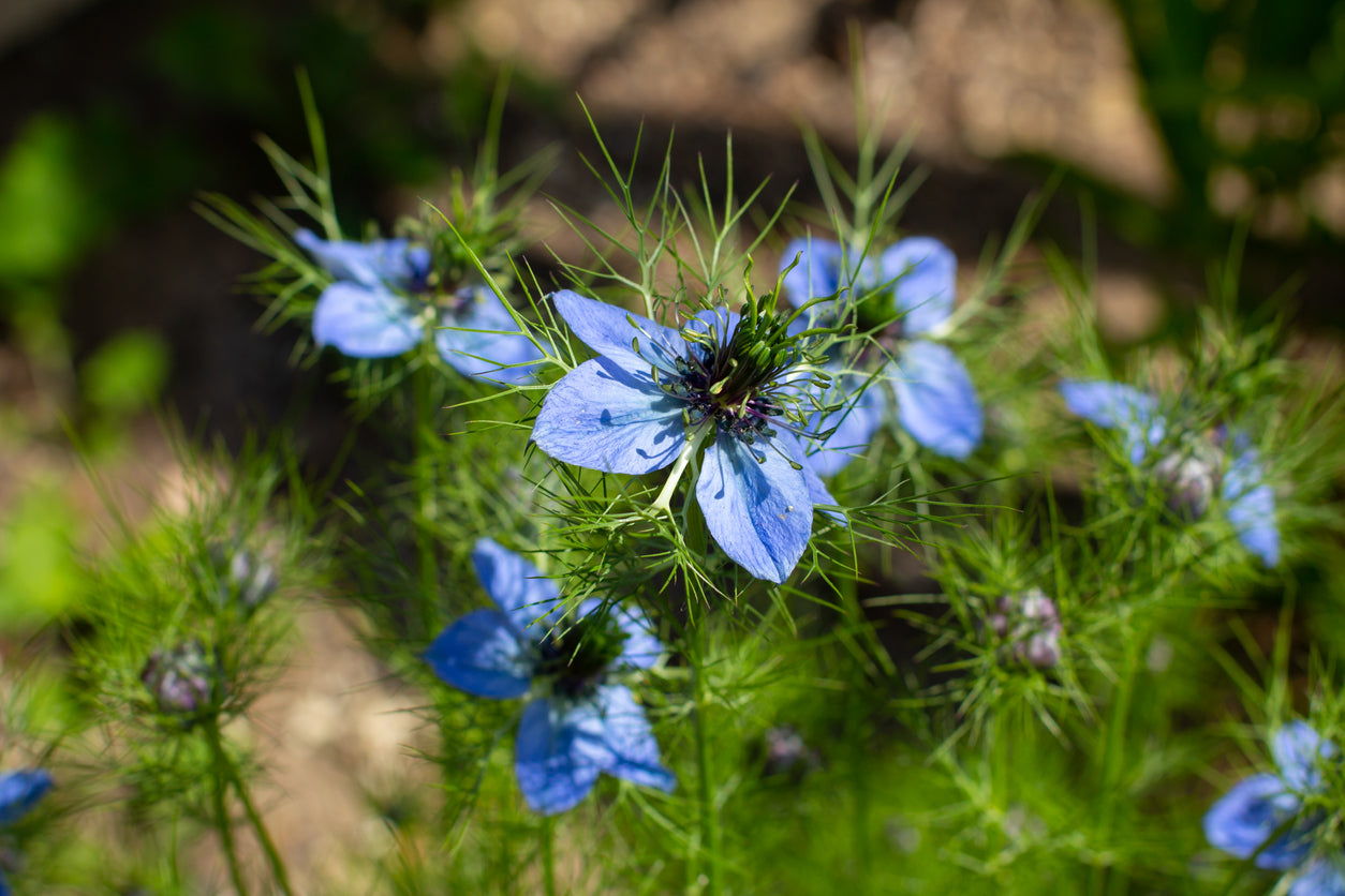 1000 Samen Jungfer im Grünen  Nigella damascena Sommer Blume