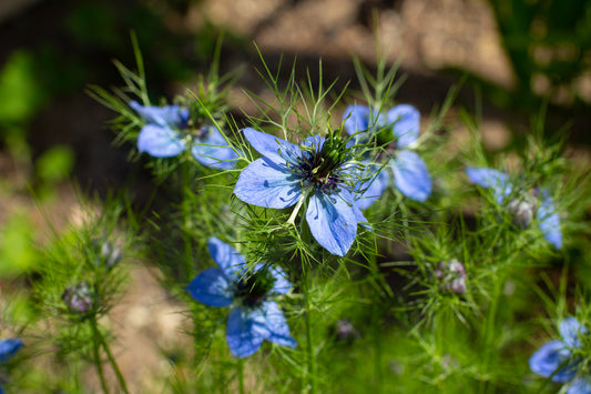 1000 Samen Jungfer im Grünen  Nigella damascena Sommer Blume