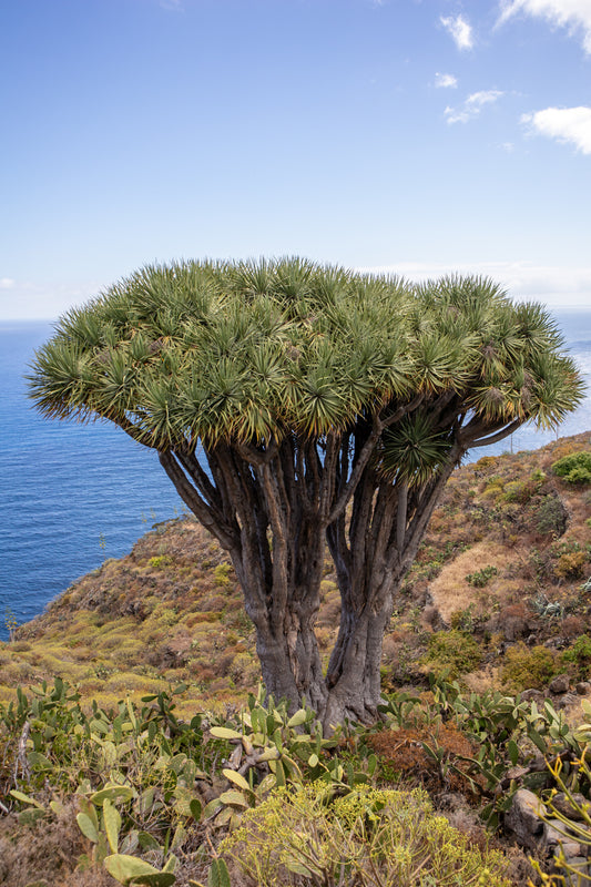 10 Samen Kanarischer Drachenbaum Dracaena Draco, Exot, Bonsai, Zimmerpflanze