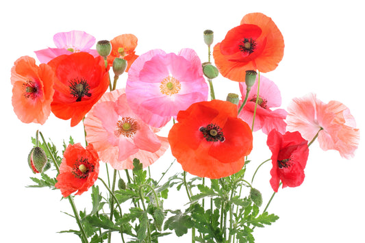 15000 Samen Klatschmohn Mischung Rot Pink Töne  Blumenwiese Bienen Wiese Mohn