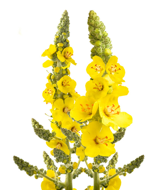 5000 Samen Königskerze großblütig Verbascum thapsiforme Bienenfreundliche Blume
