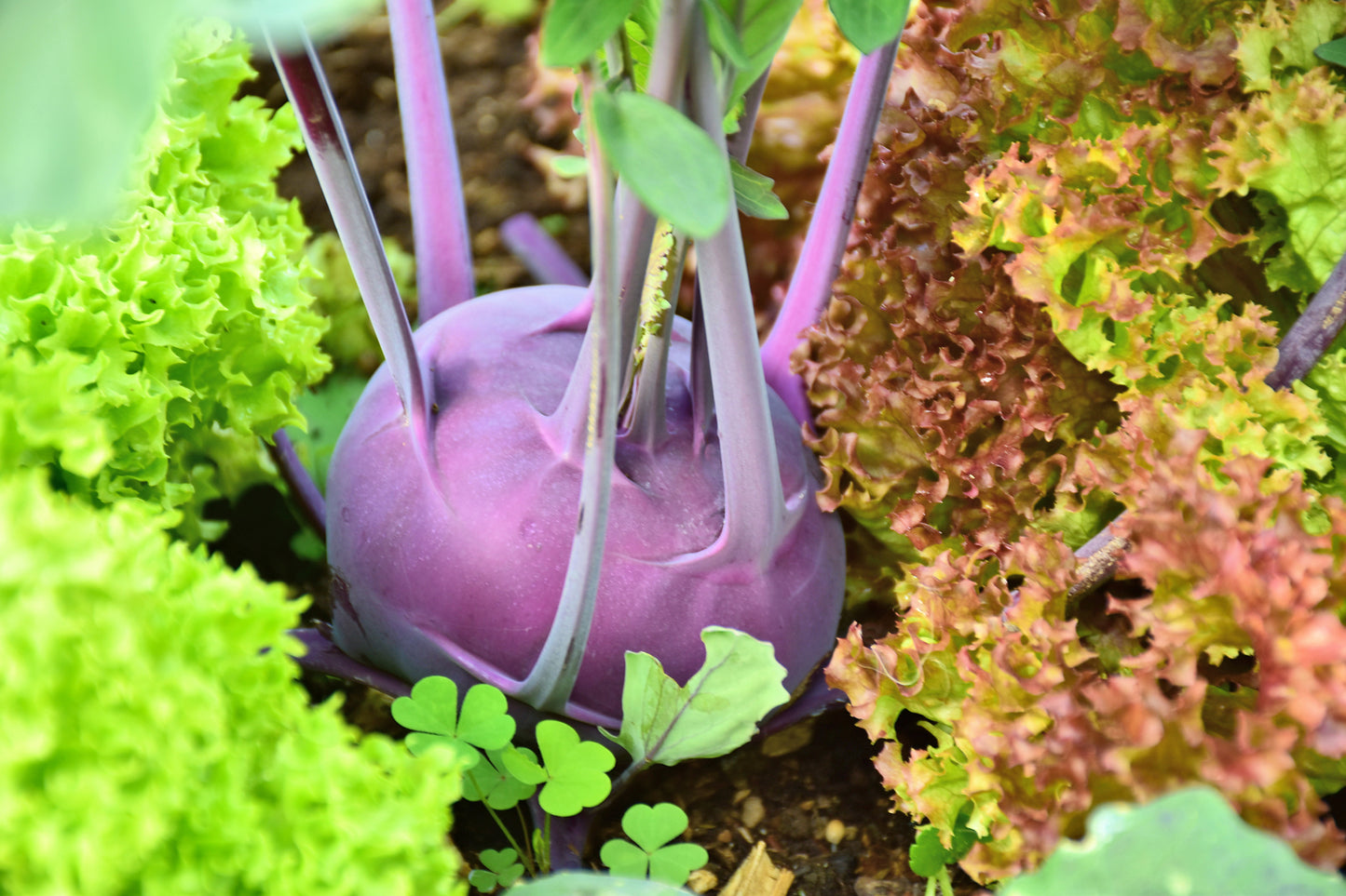 1000 Samen Kohlrabi Purple Garten Gemüse Pflanzen  Vegetables Plant Seeds