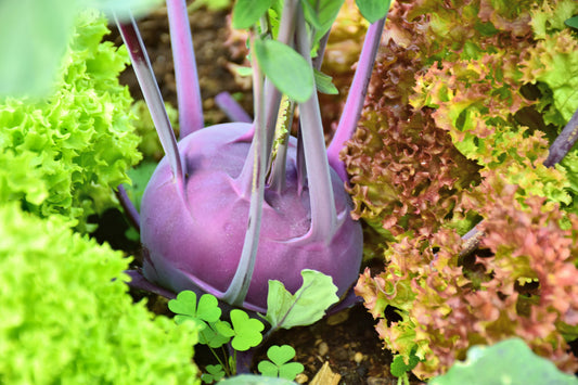 1000 Samen Kohlrabi Purple Garten Gemüse Pflanzen  Vegetables Plant Seeds