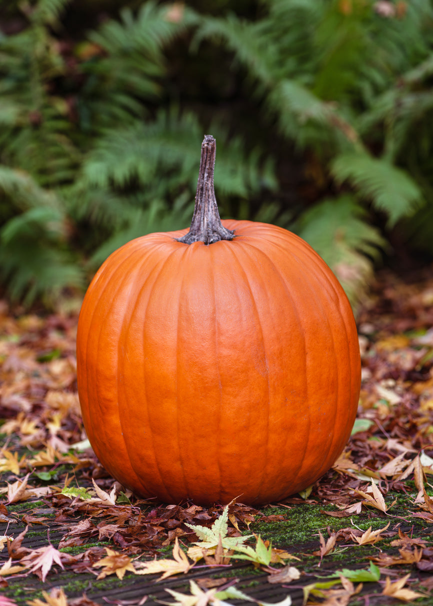 15 Samen Kürbis Connecticut Field große orange Riese 5–15 kg Speisekürbis