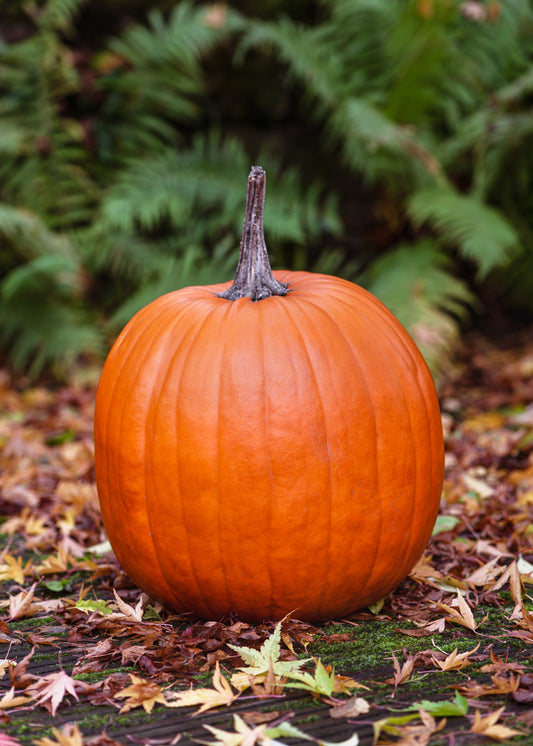 15 Samen Kürbis Connecticut Field große orange Riese 5–15 kg Speisekürbis