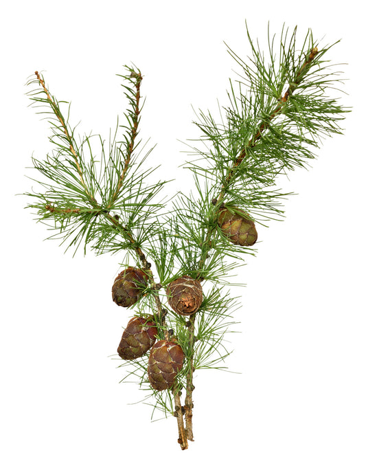 50 Samen Europäische Lärche Larix decidua Waldbaum Samen