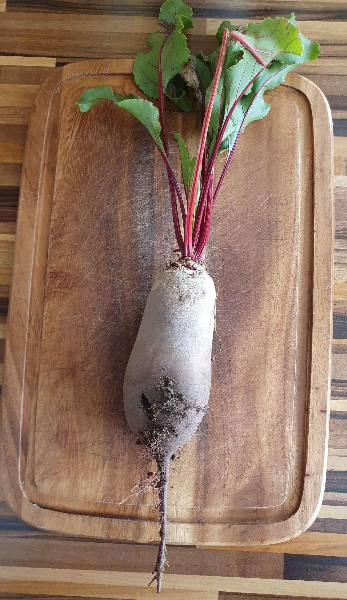 500 Samen lange Rote Bete Cylindra Beta vulgaris Rüben Bete Gemüse Vegetables
