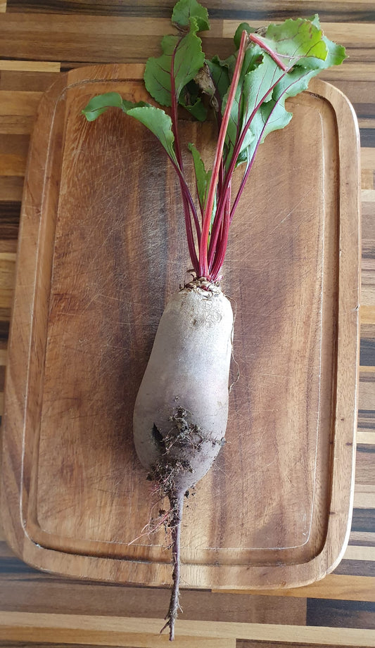 500 Samen lange Rote Bete Cylindra Beta vulgaris Rüben Bete Gemüse Vegetables