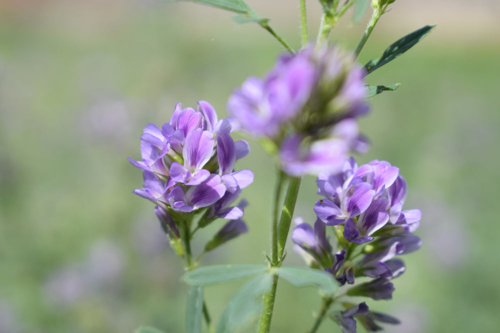 10000 Samen Luzerne Tier Futter Eiweiß Pflanze Gründünger Alfalfa Bienenweide
