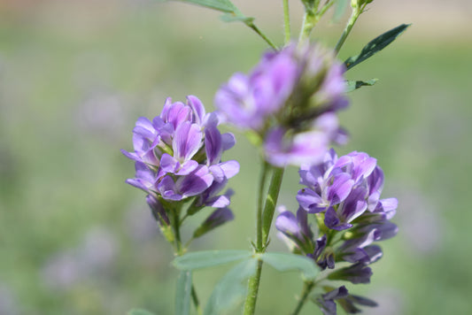 10000 Samen Luzerne Tier Futter Eiweiß Pflanze Gründünger Alfalfa Bienenweide