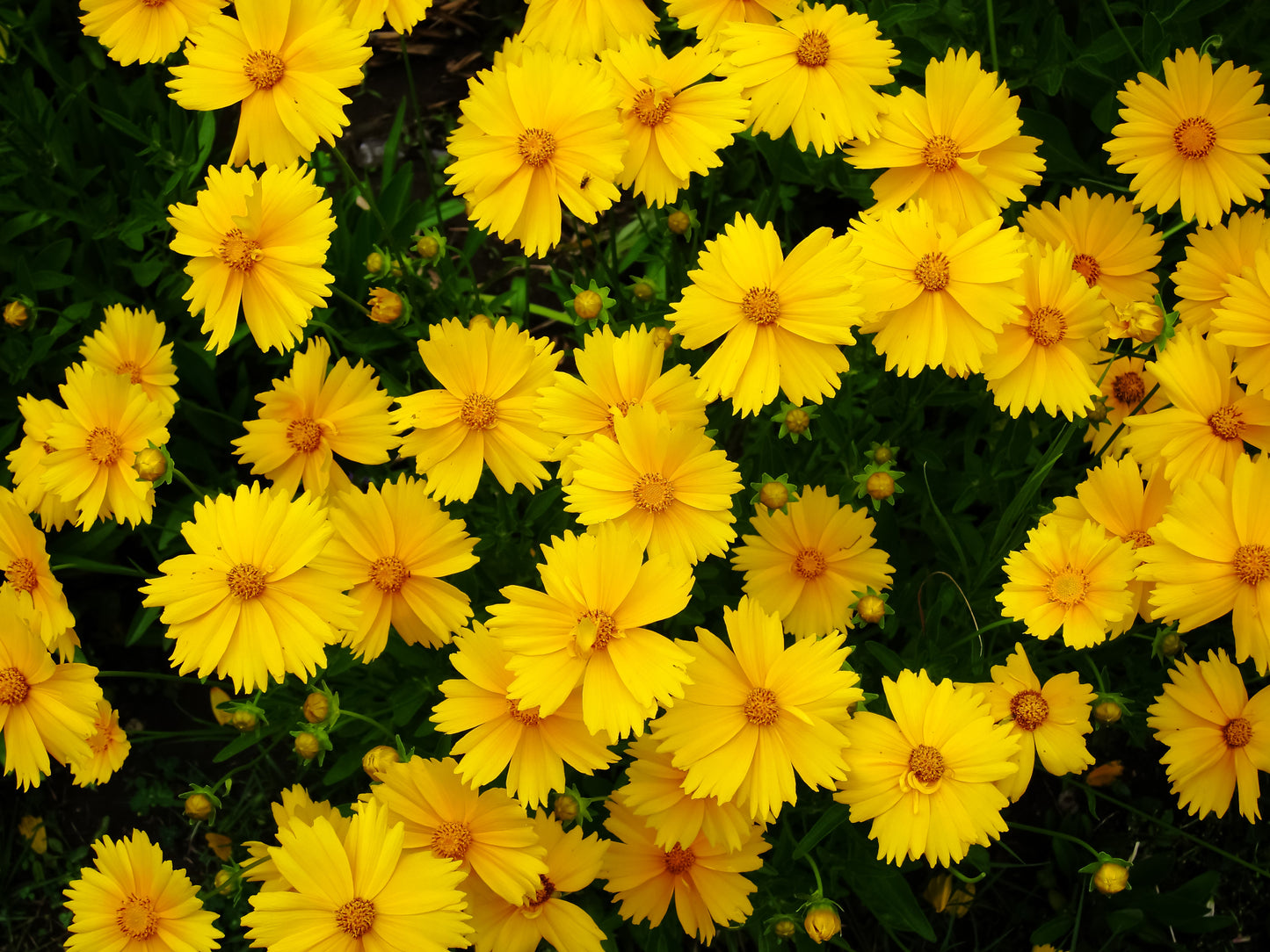 1000 Samen Mädchenauge (Coreopsis lanceolata) – Gelbe Wildblumen – Bienenfreundliche Gartenpflanze – Wuchshöhe ca. 40–60 cm