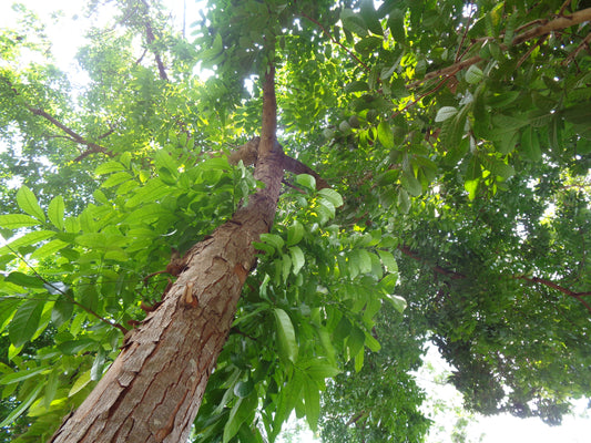 Mahagoni Baum Samen Swietenia  macrophylla 5 Baum Samen, Echter Mahagoni