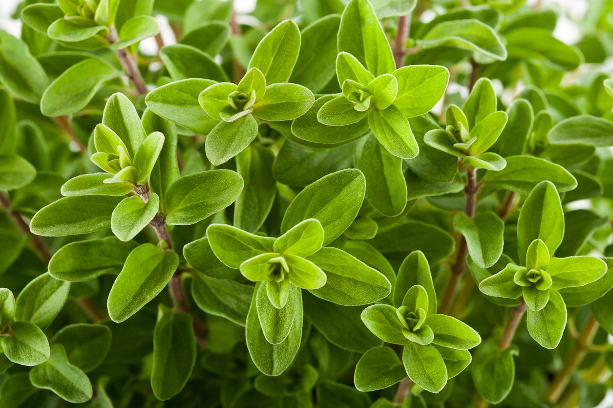 3000 Samen Majoran (Origanum majorana) – Küchenkräuter, Gewürzpflanze & Bienenweide für Garten & Balkon