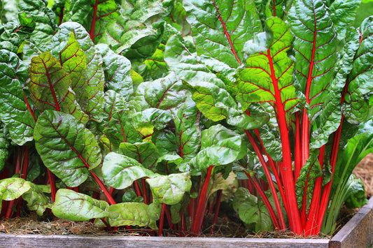 250 Samen Mangold „Rhubarb“ – Swiss Chard mit roten Stielen – Dekorativ & Ertragreich für Garten und Hochbeet
