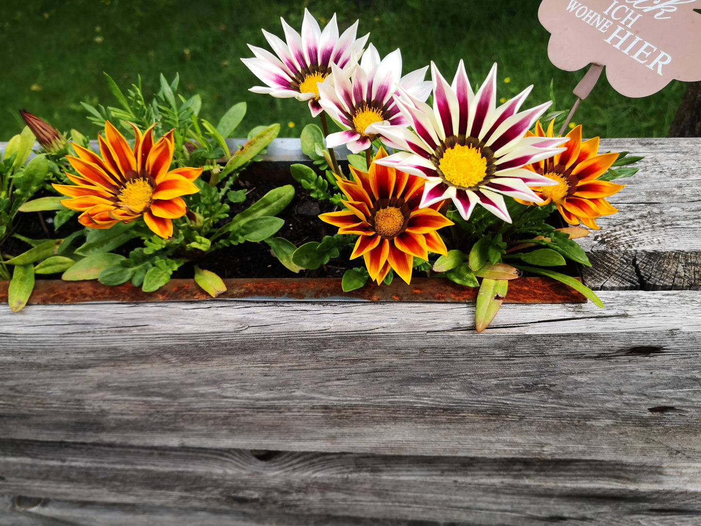 100 Samen Mittagsgold (Gazania rigens) – Bunte Mittagsblume für Garten, Balkon & Beet – Sonnenliebende Sommerblumen