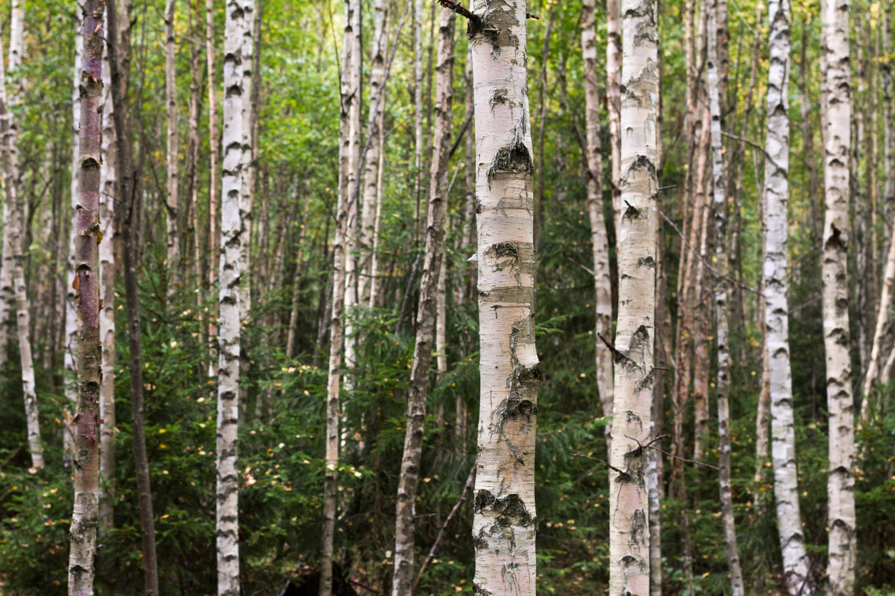 100 Samen Moor-Birke (Betula pubescens) – Robuster Laubbaum für Garten, Feuchtgebiete & Landschaft