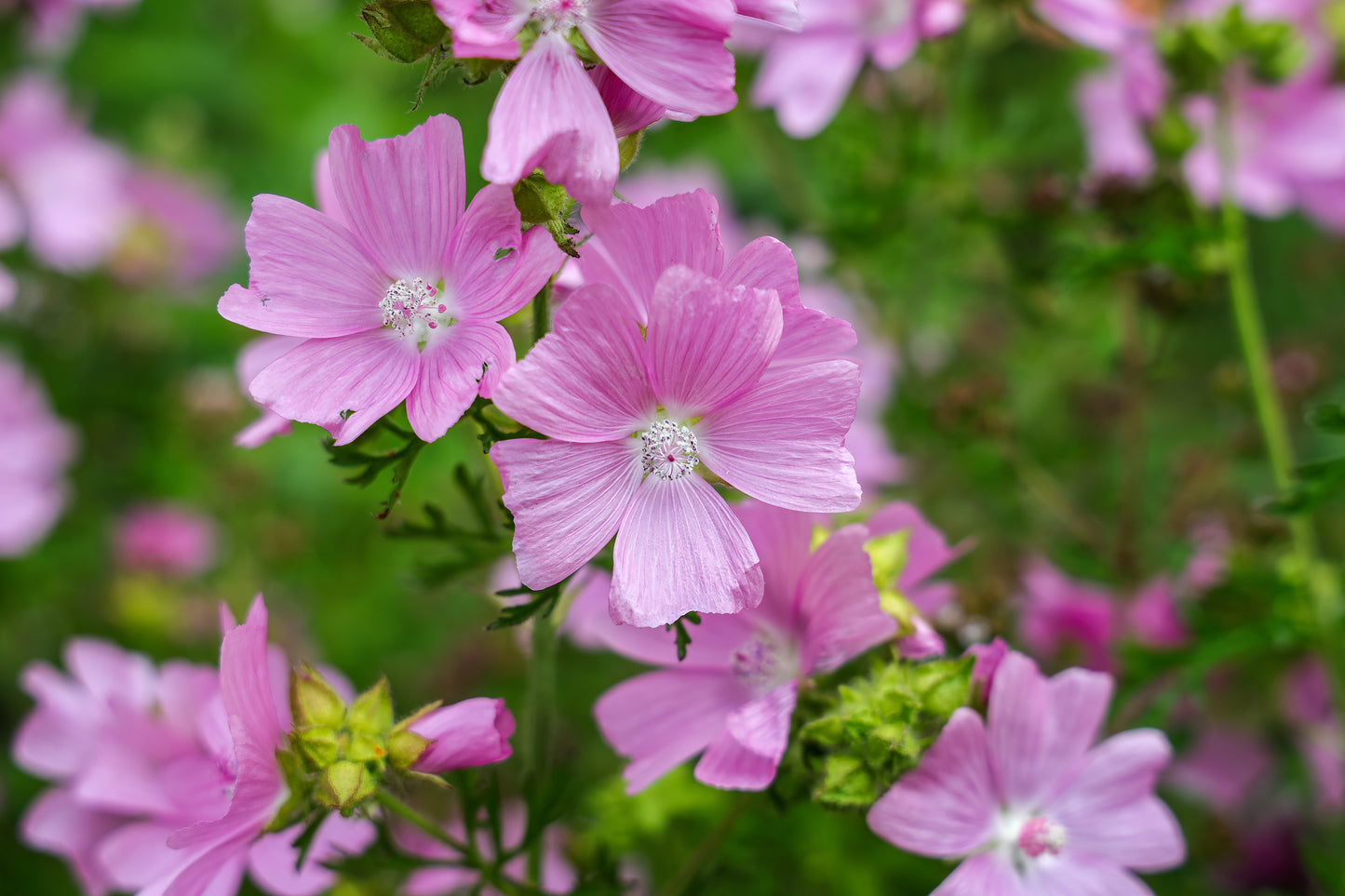 1000 Samen Rosa Moschus Malve Malva Moschata Wildblume Garten Duft Blumen Biene