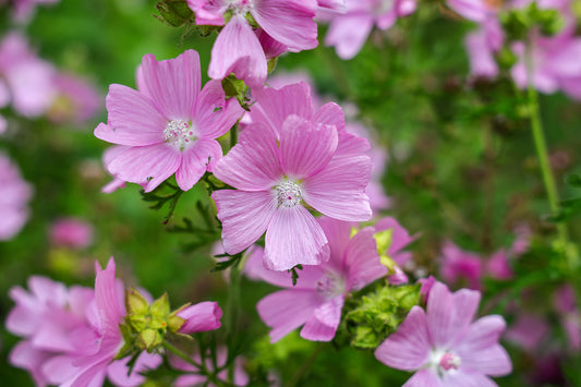 1000 Samen Rosa Moschus Malve Malva Moschata Wildblume Garten Duft Blumen Biene