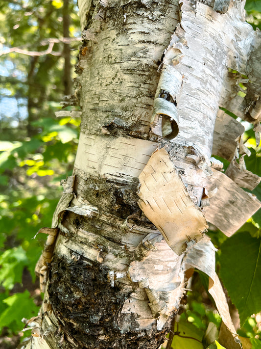100 Samen Papier Birke Betula papyrifera, Baum Samen, Wald