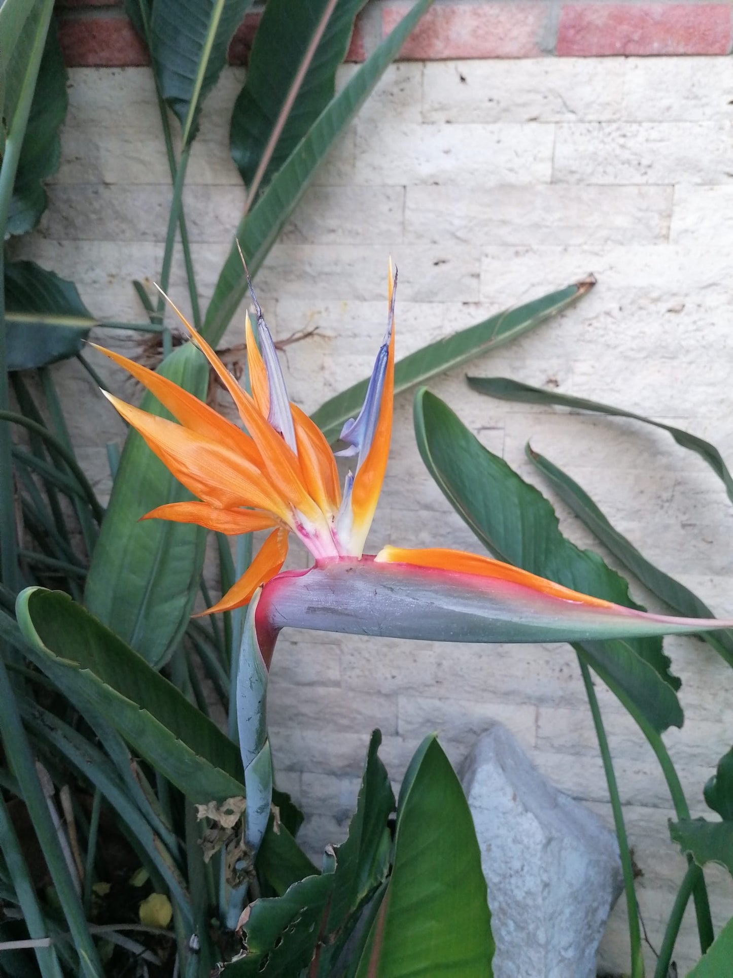 15 Samen Paradiesvogelblume (Strelitzia reginae) – Exotische Blütenpracht für Haus, Wintergarten & Terrasse