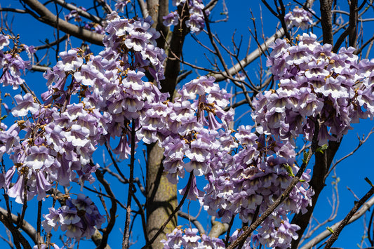 1000 Samen Blauglockenbaum Paulownia tomentosa Kurzumtriebs Plantage Holz