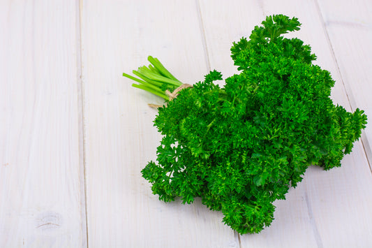 11500 Samen Petersilie SMARAGD Mooskrause – Aromatisches Küchen- & Gewürzkraut | Garten, Hochbeet & Balkon