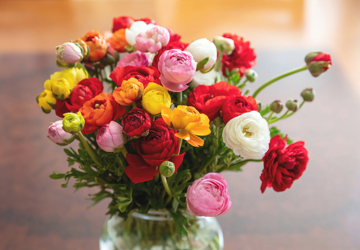 20 Ranunkeln Ranunculus Bunte Blumen Mischung Rhizome Blumenzwiebeln Blumen