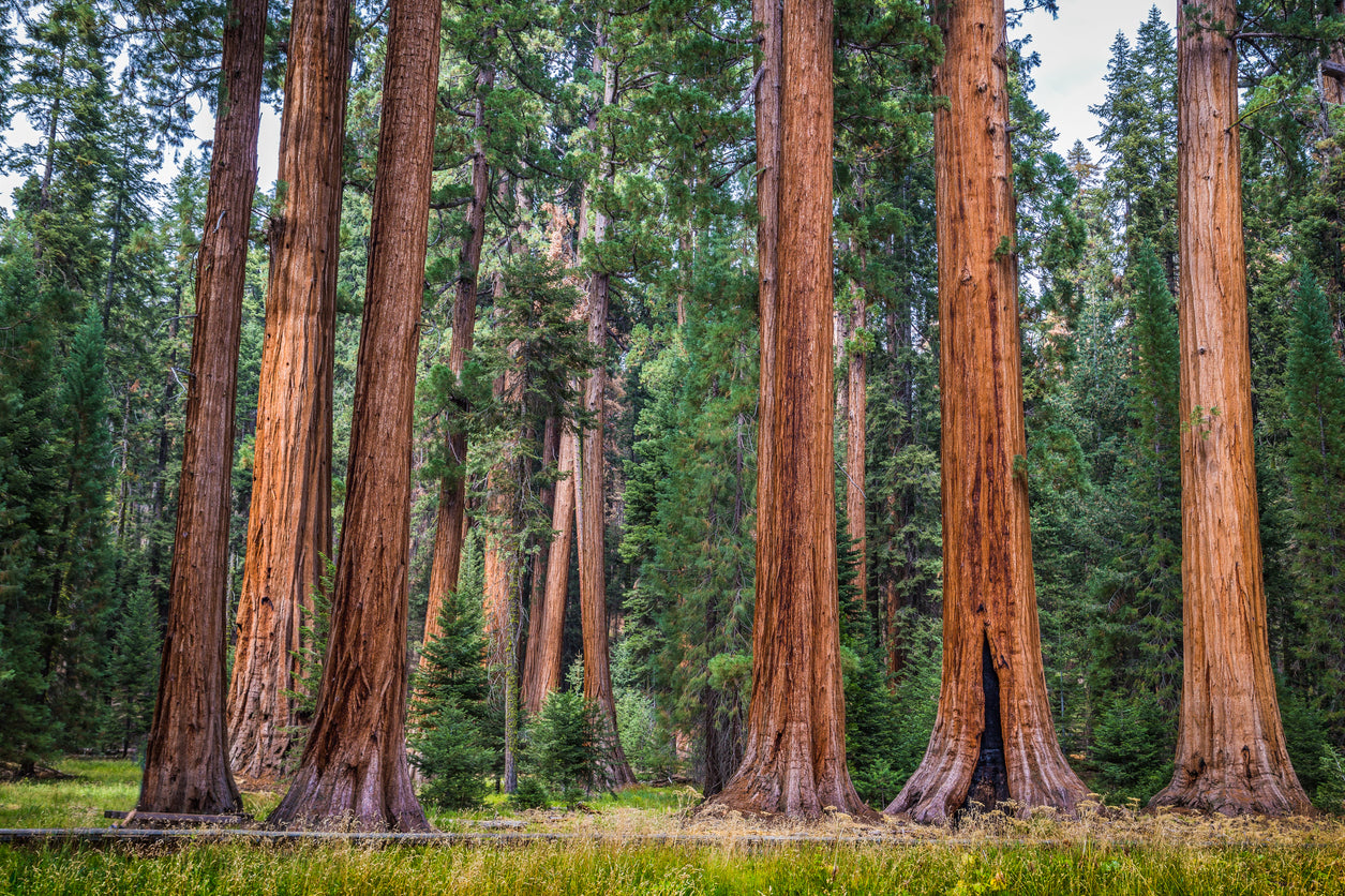 50x Riesenmammutbaum Samen – Sequoiadendron giganteum – Redwood Saatgut – Mammutbaum winterhart