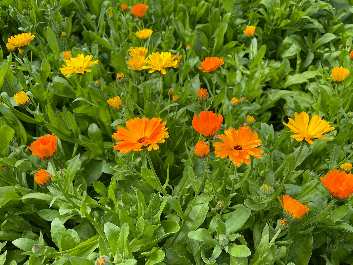 500 Samen Ringelblume Calendula officinalis Heilpflanze Bienenweide Wildblume