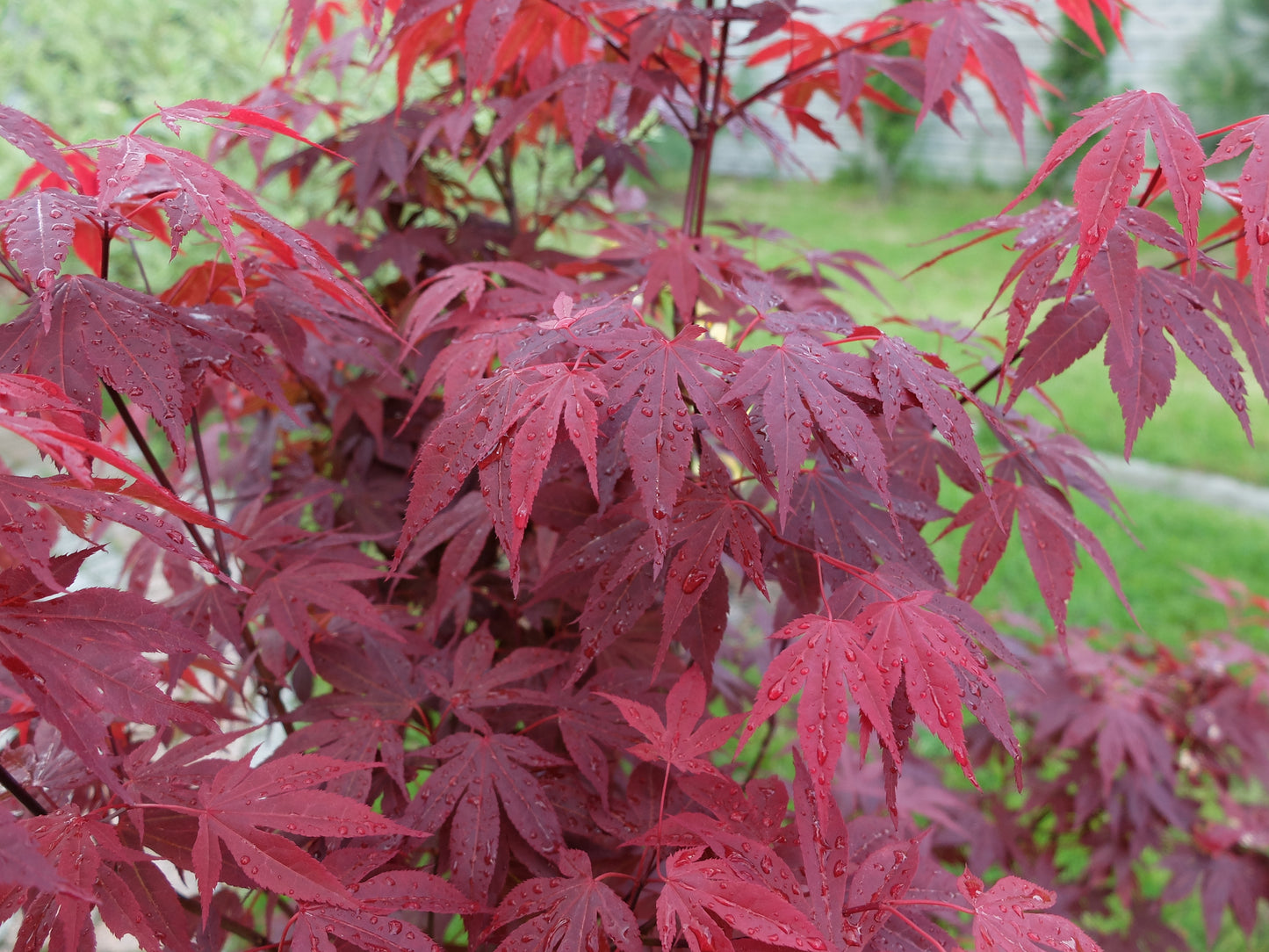 15 Samen Roter Fächerahorn Acer palmatum atropurpureum Bonsai Zierbaum Garten