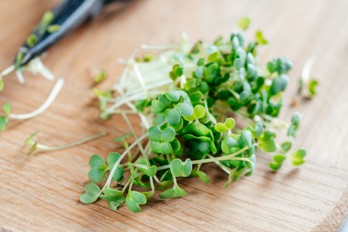 Rucola Samen Bio Keimsaat für Sprossen & Microgreens Vegan Rohkost - 250 g