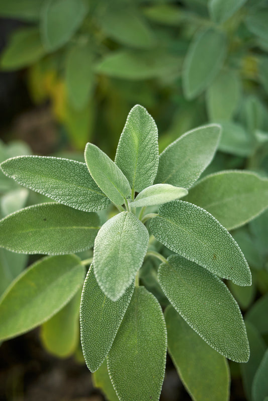300 Samen Echter Salbei (Salvia officinalis) – Aromatisches Küchen- & Heilkraut für Garten, Balkon und Kräuterbeet