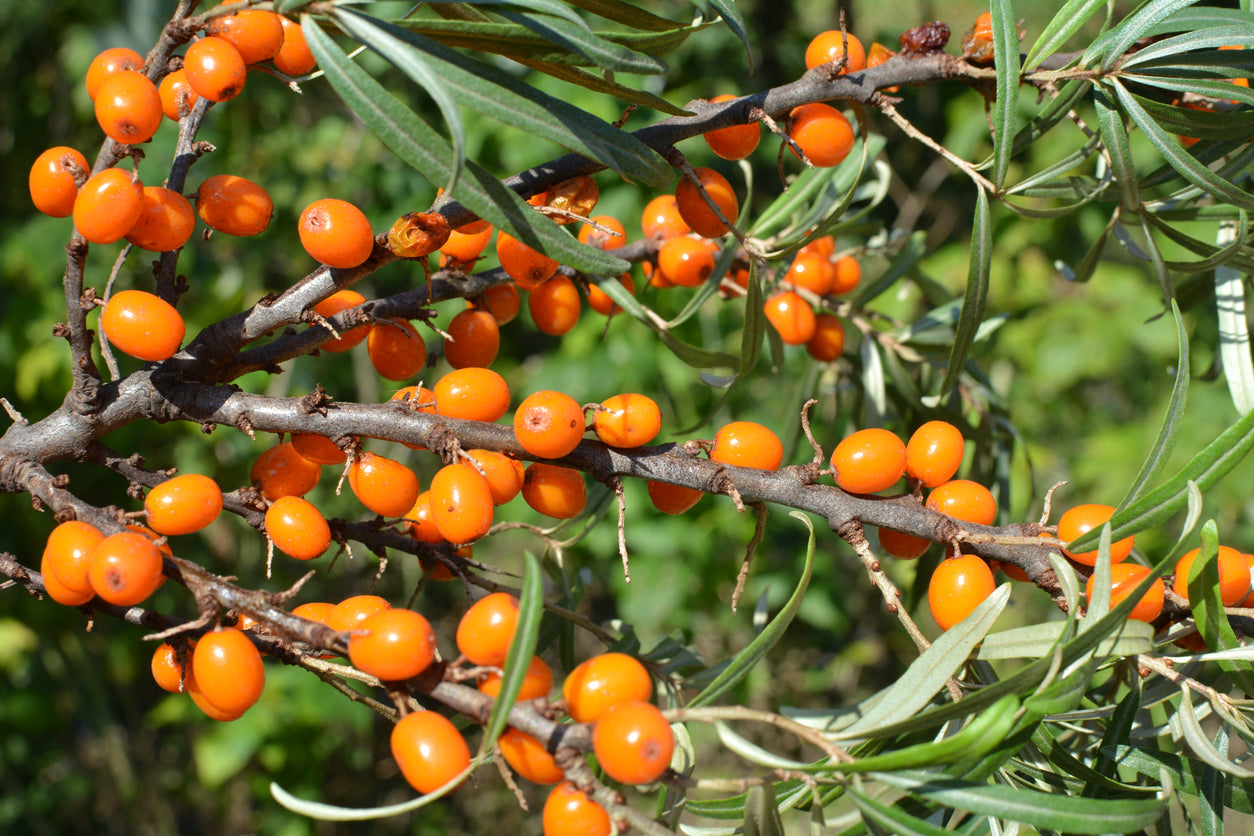 100 Samen Sanddorn (Hippophae rhamnoides) – Vitaminreiche Wildobst-Beeren | Robuster Strauch für Garten, Hecke & Naturgarten