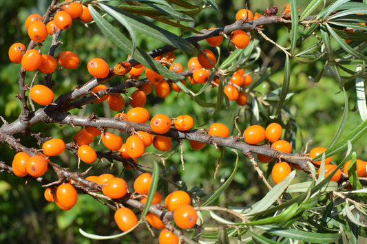 100 Samen Sanddorn (Hippophae rhamnoides) – Vitaminreiche Wildobst-Beeren | Robuster Strauch für Garten, Hecke & Naturgarten