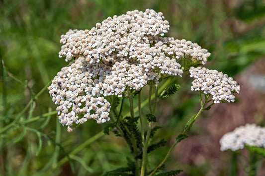 6000 Samen Schafgarbe Achillea millefolium Heilpflanze Bienen Wild Kräuter