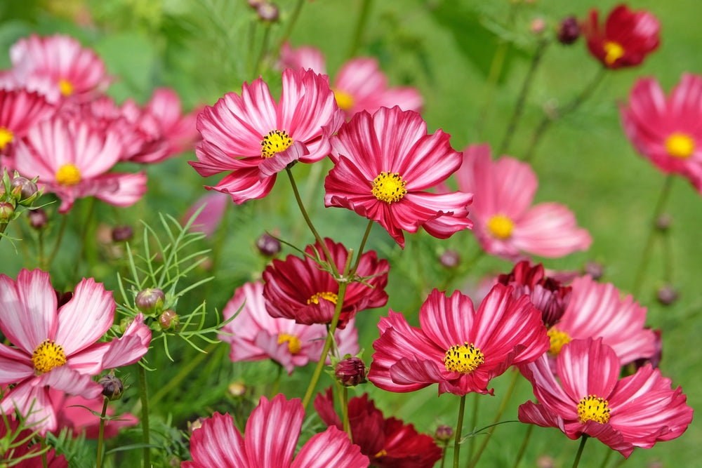 250 Samen Schmuckkörbchen Candy Stripes Gestreifte Cosmea Sommerblume Garten