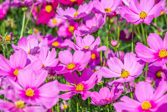 1000 Samen Schmuckkörbchen Cosmos bipinatus Sommer Garten Wild Blumen Samen