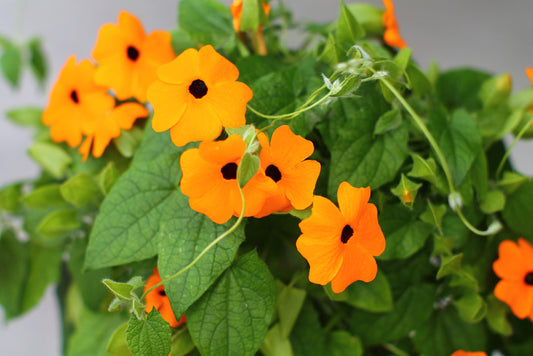 100 Samen Schwarzäugige Susanne Orange Thunbergia alata Kletterpflanze Garten