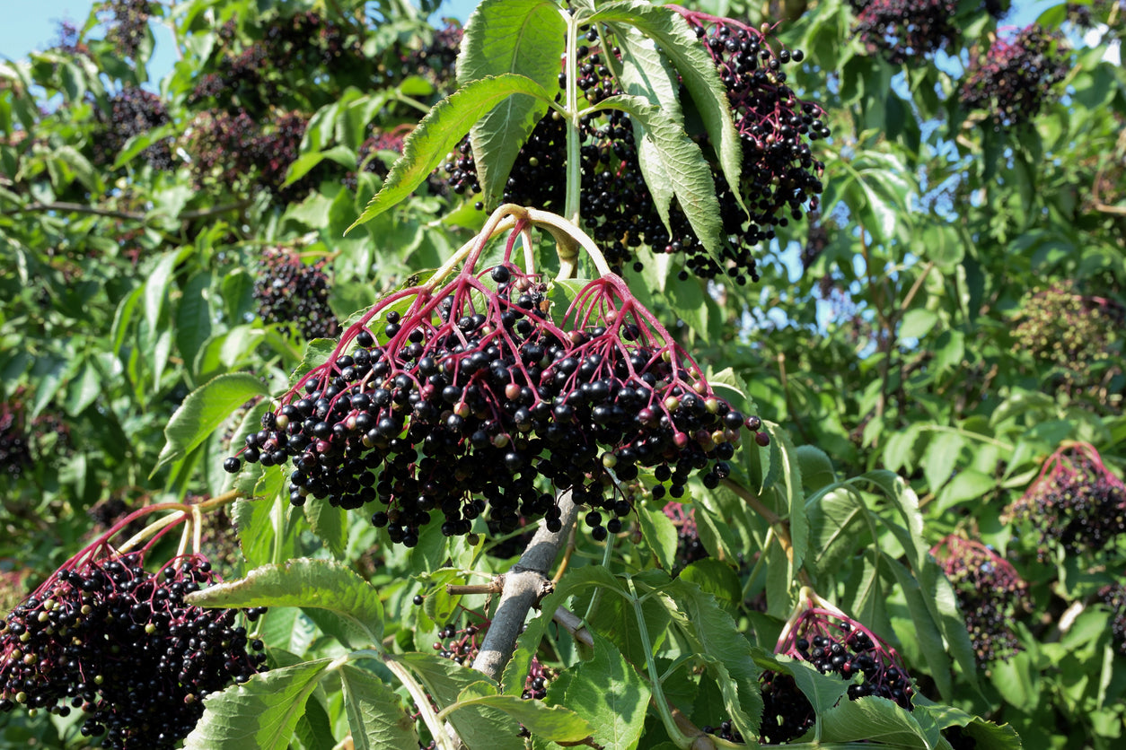 100 Samen Schwarzer Holunder Sambucus nigra