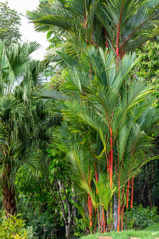 10 Samen Siegellackpalme Cyrtostachys renda  Palmen Samen