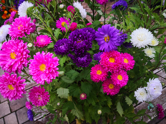 1000 Samen Sommeraster Bunte Mischung Callistephus chinensis Garten Blumen